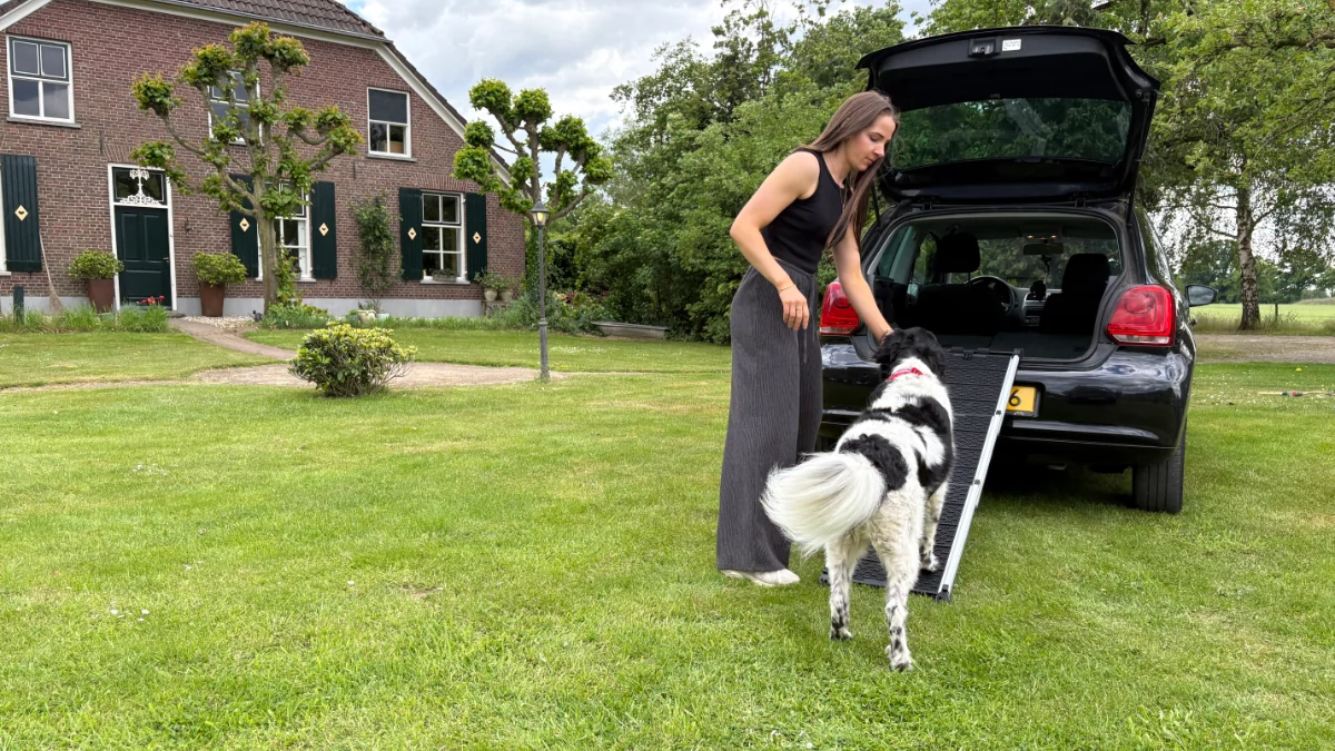 Hond loopt op loopplank