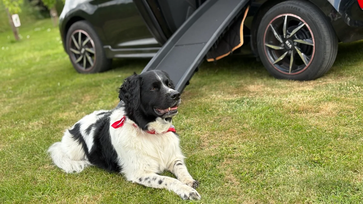 Hond went aan loopplank