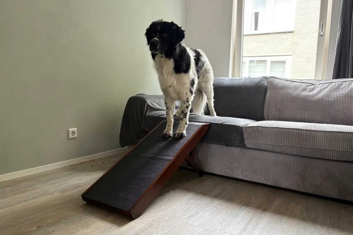 Hond Boyco loopt voor het eerst over de hondenloopplank naar de bank